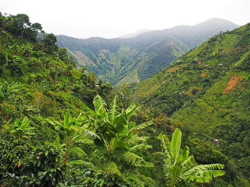 Colombia Cedro Alto Montalvo Tolima