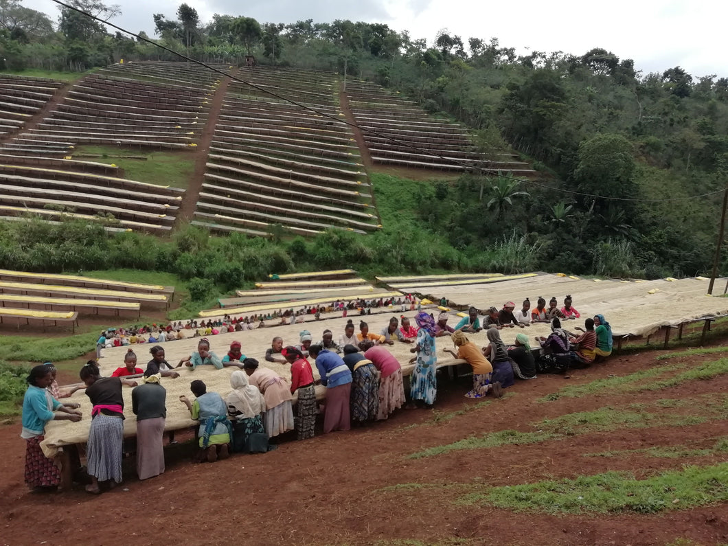 Ethiopia Guji Sidamo  Oromia Region