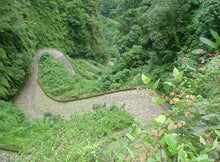 Load image into Gallery viewer, Mexico Chiapas Finca Muxbal
